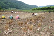 농촌인력 부족문제 해소를 위한 봄철 농촌일손돕기